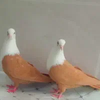 یک جفت نرماده مخمل زردترتقالی بی عیب