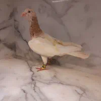 کفتر سار دم سفید کرباتی سینه زاغ کرمونی قره جوجه
