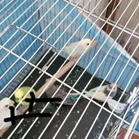 مرغ عشق