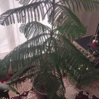 گل طبیعی کاج مطبخ