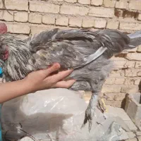 خروس و مرغ