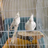 پرنده هلندی  بسیار زیبا