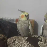 گمشده