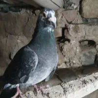 کبوتر پرشی