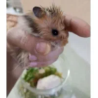 قفسه عروس هلندی وهمستر