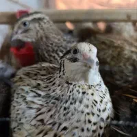 بلدرچین ماده تخمگذار جوان