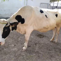 گاو شیری ۸ ماه حامله
