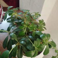 گل بنسای سرحال