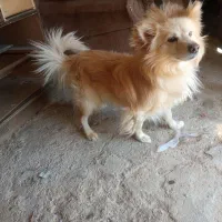 سگ پامر روبای