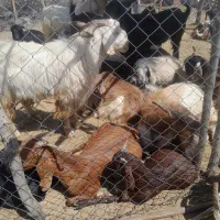 میش بز ونری