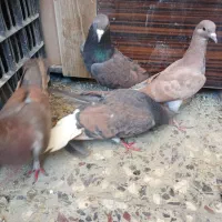 یه بوم سیمونی