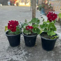 انواع گل و گیاه