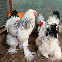 مرغ وخروس برهما لایت رومانی