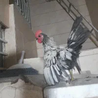 خروس‌مینیاتوری