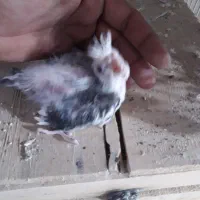 جوجه سرلاکی عروس هلندی