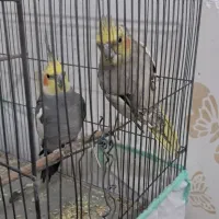 طوطی