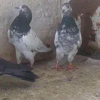 تیدی|پرنده|شیراز, مسلم|دیوار
