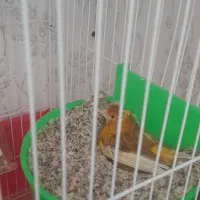 قناری ماده آماده