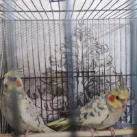 دو جوجه پرنده عروس هلندی با قفس بزرگ و وسایل