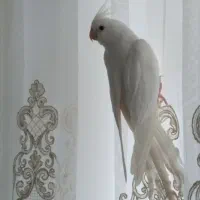 عروس هلندی البینو ماده