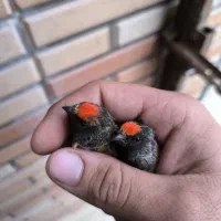 گلبسر سهره