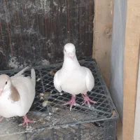 کفتر