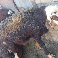 شیشک بروجردی