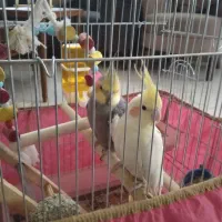 عروس هلندی تخمگذار سخنگو