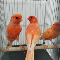 تعداد محدودی قناری ردفکتور نروماده ورسمی بلندماده