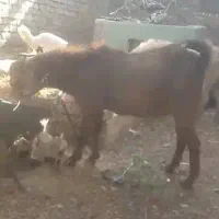 چپش اصیل پاکستانی چکی