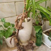 چوب مخصوص آکواریوم