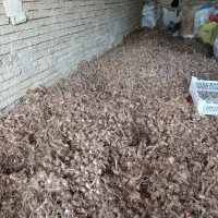 بذر زعفران درجه یک