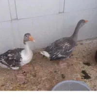 بهمن.۵