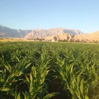 کود اوره