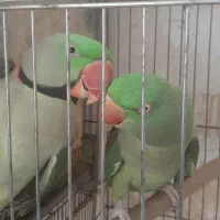 انواع طوطی مولد