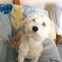 سگ تریر ماده