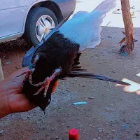 کبوتر اشعل ماده