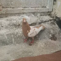 سه عدد کبوتر سالم طوقی ..سینه ای ..اراکی