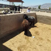 بره قوچی بختیاری