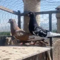 کبوتر تهرانی
