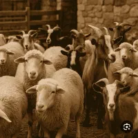توجه توجه گوسفند زنده ویژه عید قربان بدون واسطه