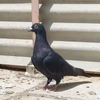 کبوترزاغ ماده