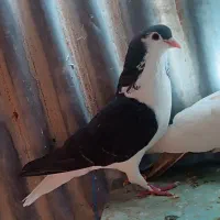 خرمشهر|پرنده|خرمشهر, |دیوار