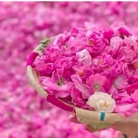 تور لحظه آخری به بهشت گل محمدی