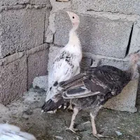 بوقلمون ۵ماه