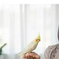 گم شده