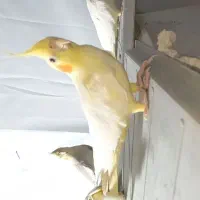 عروس هلندی