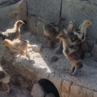 جوجه برهما پاتریچ
