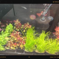 انواع گیاه آکواریوم پلنت بصورت گلدانی شارژ گردید