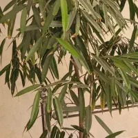گل و گلدان آمستر